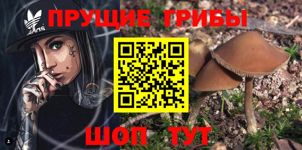 Псилоцибиновые грибы GOLDEN TEACHER  Вход с VPN  Псилоцибиновые грибы Psilocybe  Сертолово 